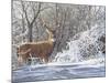 Winter Whitetail-Bruce Miller-Mounted Giclee Print