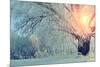 Winter Wonderland Picturesque Landscape in Early Cold Morning with Soft Sunshine Breaking through T-Marina Zezelina-Mounted Photographic Print