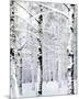 Winter Wonderland-Parker Greenfield-Mounted Premium Giclee Print