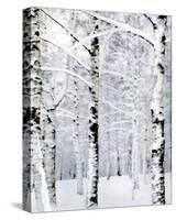 Winter Wonderland-Parker Greenfield-Stretched Canvas