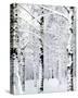 Winter Wonderland-Parker Greenfield-Stretched Canvas