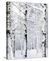 Winter Wonderland-Parker Greenfield-Stretched Canvas