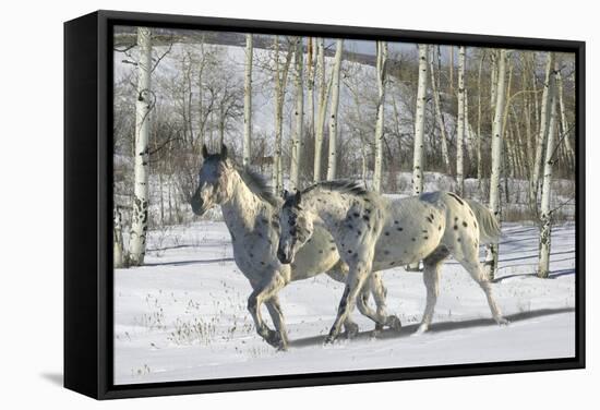 Winter Wonderland-Bob Langrish-Framed Stretched Canvas