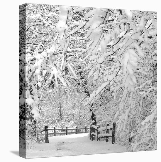Winter Wonderland-Incredi-Stretched Canvas