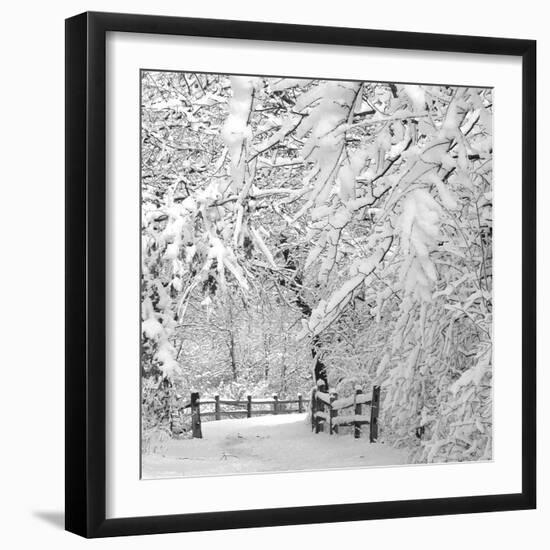 Winter Wonderland-Incredi-Framed Premium Photographic Print