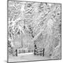 Winter Wonderland-Incredi-Mounted Premium Photographic Print