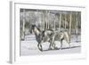Winter Wonderland-Bob Langrish-Framed Photographic Print