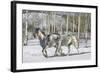 Winter Wonderland-Bob Langrish-Framed Photographic Print