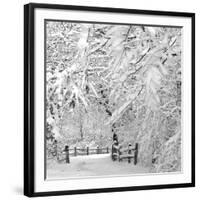 Winter Wonderland-Incredi-Framed Photographic Print