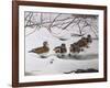 Winter Wood Ducks-Bruce Dumas-Framed Giclee Print