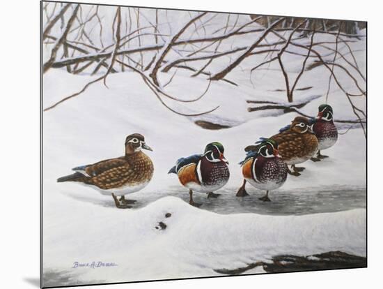 Winter Wood Ducks-Bruce Dumas-Mounted Giclee Print