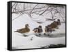 Winter Wood Ducks-Bruce Dumas-Framed Stretched Canvas