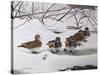 Winter Wood Ducks-Bruce Dumas-Stretched Canvas