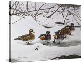 Winter Wood Ducks-Bruce Dumas-Stretched Canvas