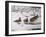 Winter Wood Ducks-Bruce Dumas-Framed Giclee Print