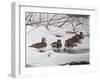 Winter Wood Ducks-Bruce Dumas-Framed Giclee Print