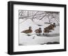 Winter Wood Ducks-Bruce Dumas-Framed Giclee Print