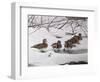 Winter Wood Ducks-Bruce Dumas-Framed Giclee Print