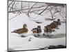 Winter Wood Ducks-Bruce Dumas-Mounted Giclee Print