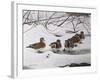 Winter Wood Ducks-Bruce Dumas-Framed Giclee Print