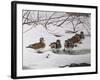 Winter Wood Ducks-Bruce Dumas-Framed Giclee Print