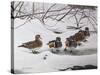 Winter Wood Ducks-Bruce Dumas-Stretched Canvas