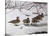 Winter Wood Ducks-Bruce Dumas-Stretched Canvas