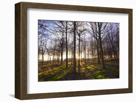 Winter woodland backlit by the late afternoon sun, Longhoughton-Lee Frost-Framed Photographic Print