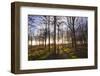 Winter woodland backlit by the late afternoon sun, Longhoughton-Lee Frost-Framed Photographic Print