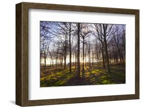 Winter woodland backlit by the late afternoon sun, Longhoughton-Lee Frost-Framed Photographic Print