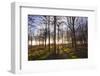 Winter woodland backlit by the late afternoon sun, Longhoughton-Lee Frost-Framed Photographic Print