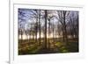 Winter woodland backlit by the late afternoon sun, Longhoughton-Lee Frost-Framed Photographic Print