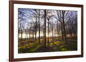 Winter woodland backlit by the late afternoon sun, Longhoughton-Lee Frost-Framed Photographic Print