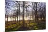 Winter woodland backlit by the late afternoon sun, Longhoughton-Lee Frost-Mounted Photographic Print