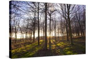 Winter woodland backlit by the late afternoon sun, Longhoughton-Lee Frost-Stretched Canvas