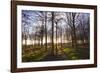 Winter woodland backlit by the late afternoon sun, Longhoughton-Lee Frost-Framed Photographic Print