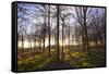 Winter woodland backlit by the late afternoon sun, Longhoughton-Lee Frost-Framed Stretched Canvas