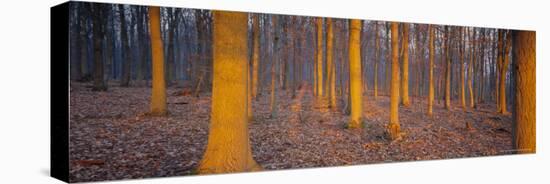 Winter Woodland, England, UK, Europe-John Miller-Stretched Canvas