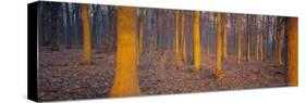 Winter Woodland, England, UK, Europe-John Miller-Stretched Canvas