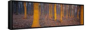 Winter Woodland, England, UK, Europe-John Miller-Framed Stretched Canvas