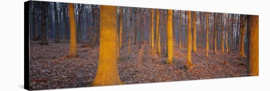 Winter Woodland, England, UK, Europe-John Miller-Stretched Canvas