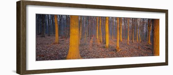 Winter Woodland, England, UK, Europe-John Miller-Framed Photographic Print