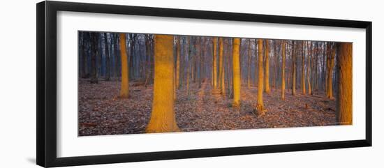 Winter Woodland, England, UK, Europe-John Miller-Framed Photographic Print