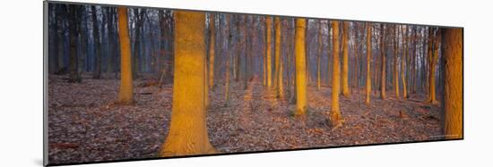 Winter Woodland, England, UK, Europe-John Miller-Mounted Photographic Print