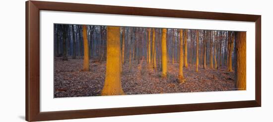 Winter Woodland, England, UK, Europe-John Miller-Framed Photographic Print