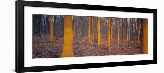 Winter Woodland, England, UK, Europe-John Miller-Framed Photographic Print