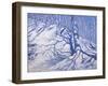 Winter Woodland, Near Courcheval, 2008-Andrew Macara-Framed Giclee Print