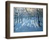 Winter Woodland, Near Newhaven, Derbyshire-Andrew Macara-Framed Premium Giclee Print