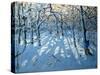 Winter Woodland, Near Newhaven, Derbyshire-Andrew Macara-Stretched Canvas