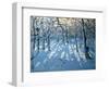 Winter Woodland, Near Newhaven, Derbyshire-Andrew Macara-Framed Giclee Print